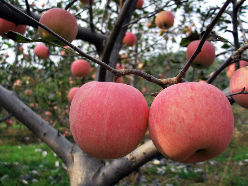 苹果腐烂病防治技术