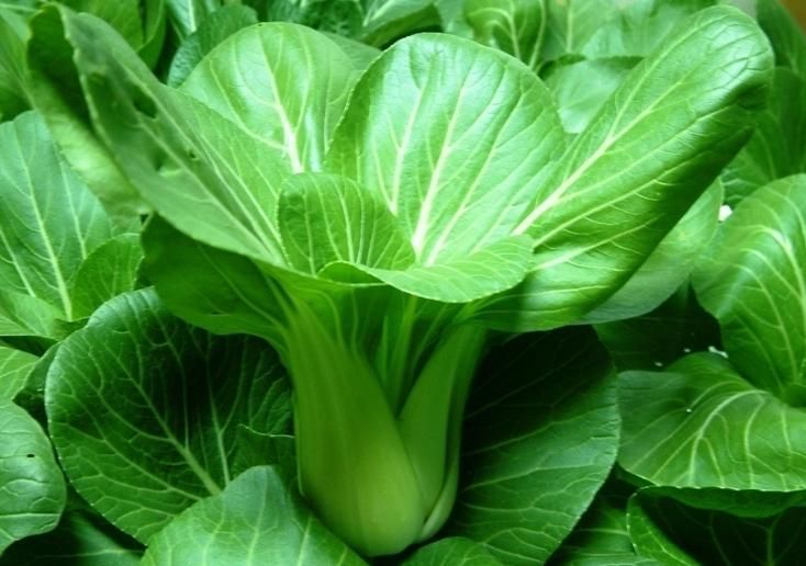  油菜巧追肥、确保冬壮春发