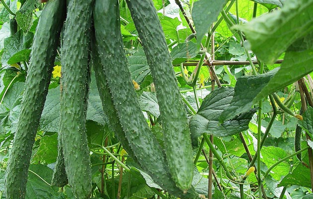 黄瓜为何会染蔓枯病?